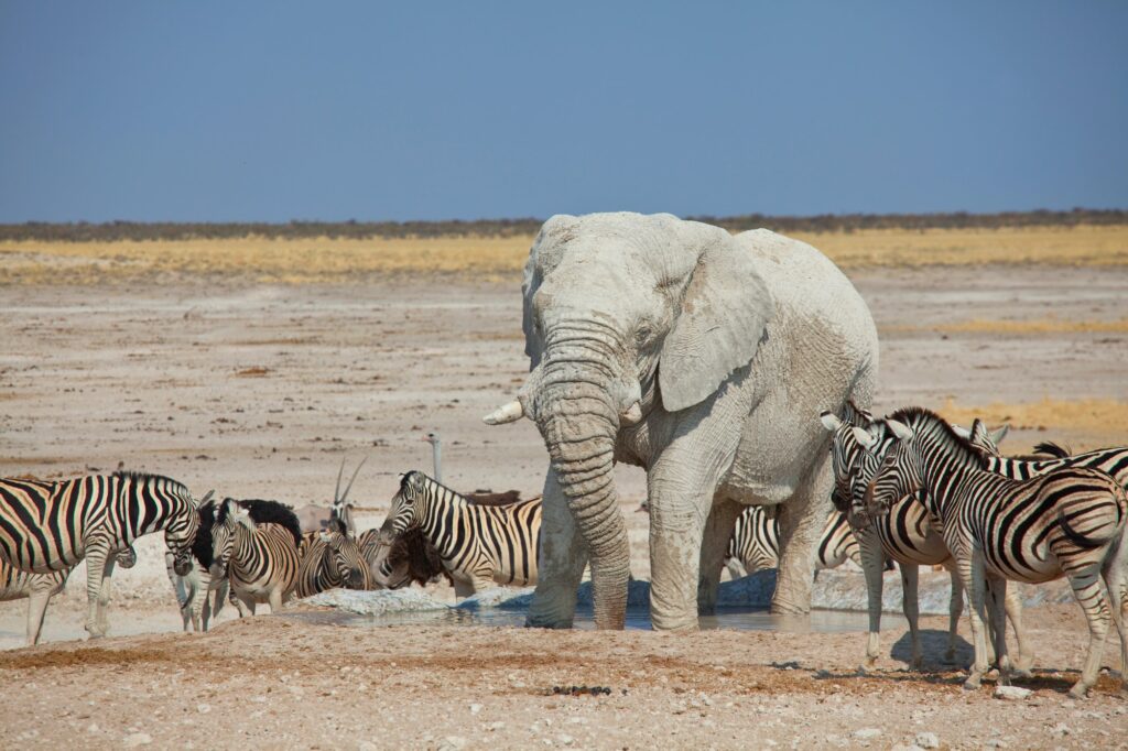 Elefanti e zebre africa Pronti a partire