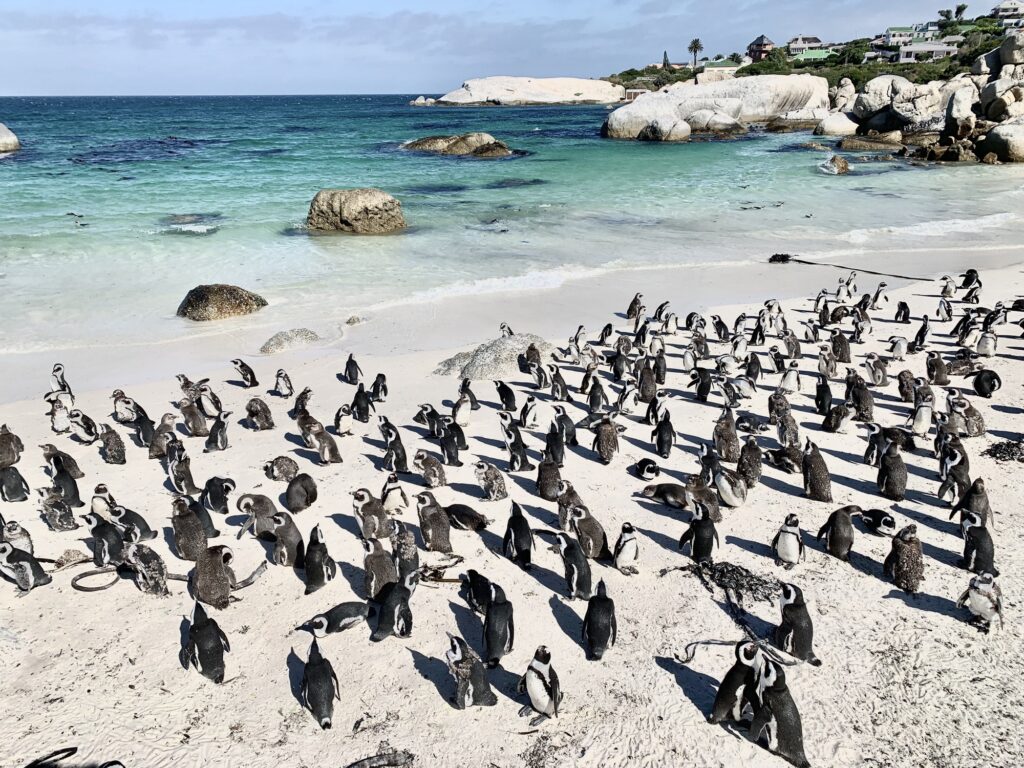 Pinguini in spiaggia Africa Pronti a Partire
